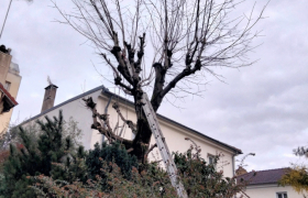 Elagueur Villemomble