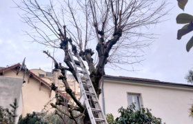 Elagueur Villemomble