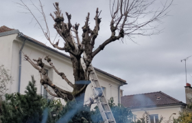 Elagueur Villemomble