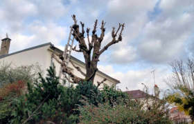 Elagueur Villemomble